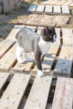Genç siyah ve beyaz kedi erken baharda sokakta yürüyor