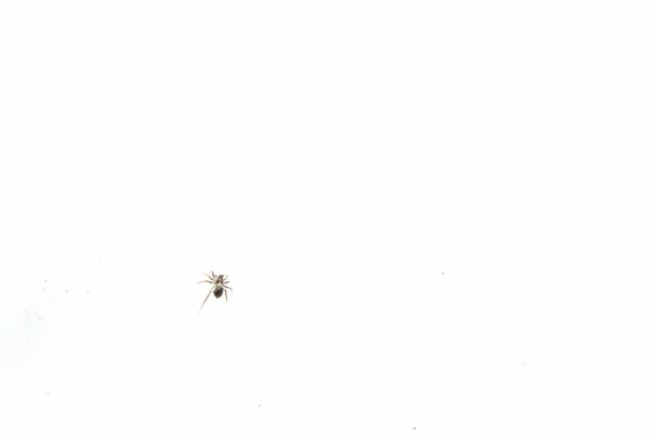 Μικρή μαύρη αράχνη στο χιόνι στις αρχές της άνοιξης — Φωτογραφία Αρχείου