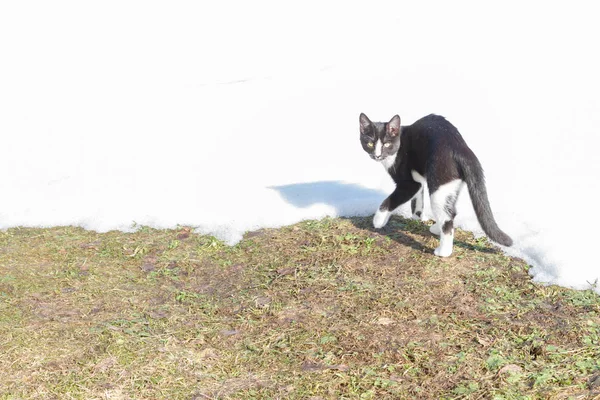 Jovem gato preto e branco caminha na rua no início da primavera ou — Fotografia de Stock