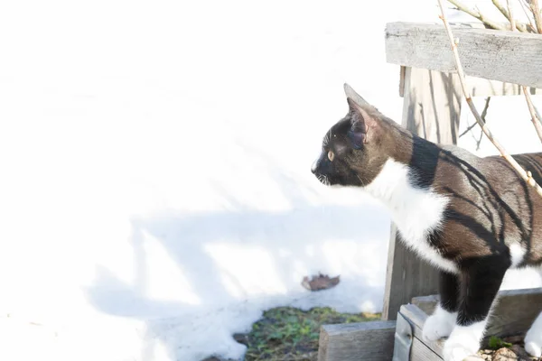 Mladá Černobílá kočka chodí na ulici na začátku jara u — Stock fotografie