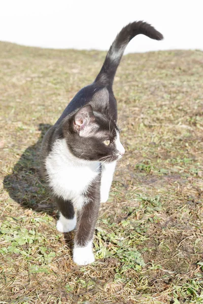 젊은 검은 색과 흰 고양이가 이른 봄에 거리에 걸어 — 스톡 사진