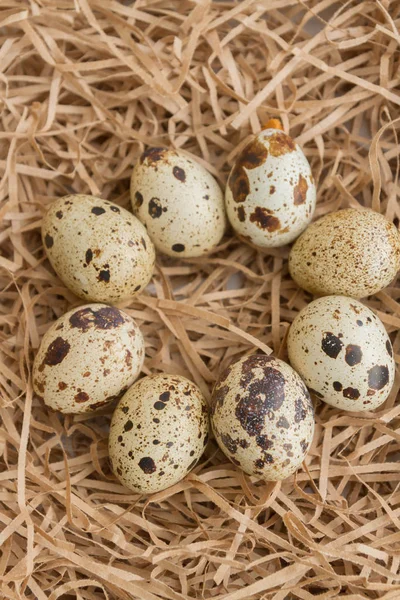 Les œufs tachetés de caille reposent sur des lanières de papier sous forme de foin — Photo