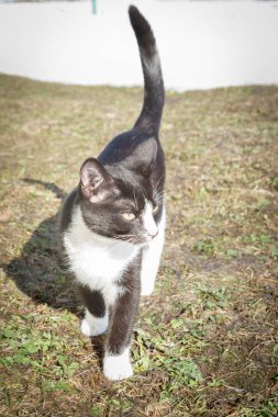 Genç siyah ve beyaz kedi erken baharda sokakta yürüyor