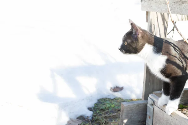 Joven gato blanco y negro camina por la calle a principios de primavera ou —  Fotos de Stock