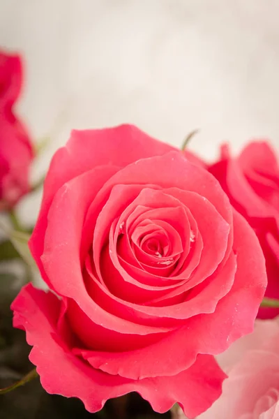 Piękny bujny czerwony kwiat róży w pełnym rozkwicie — Zdjęcie stockowe