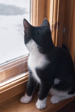 Siyah ve beyaz genç kedi sokakta pencereden dışarı bakıyor