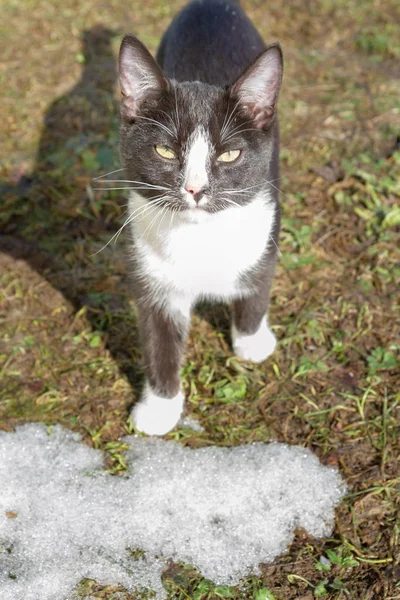 Jonge zwarte en witte kat wandelingen op de straat in het vroege voorjaar ou — Stockfoto