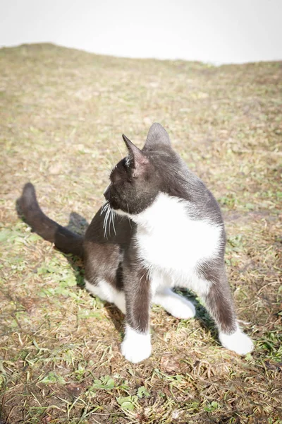 若い黒と白の猫が春先に通りに歩く — ストック写真