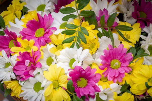 Hermosas flores de crisantemo de colores en una canasta de mimbre — Foto de Stock