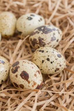 Bıldırcın benekli yumurta saman şeklinde kağıt şeritler üzerinde yalan