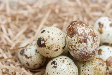 Bıldırcın benekli yumurta saman şeklinde kağıt şeritler üzerinde yalan