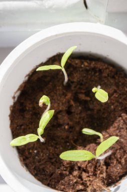 Erken baharda bir cam içinde spyönlendirilmiş genç fide