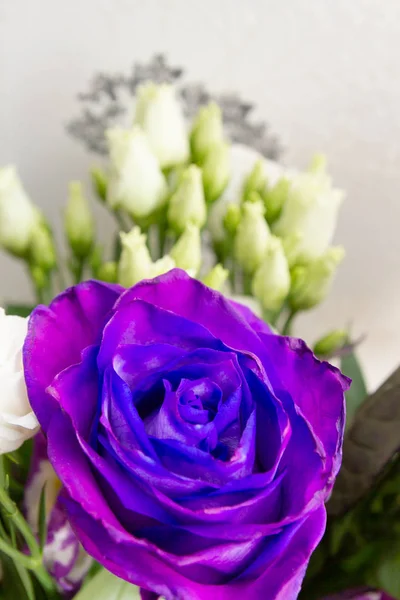 Beautiful lush purple rose flower in full bloom