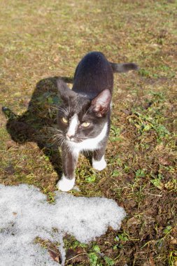 Genç siyah ve beyaz kedi erken baharda sokakta yürüyor