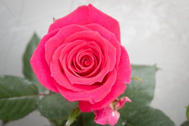 Güzel gür kırmızı tam Bloom çiçek gül