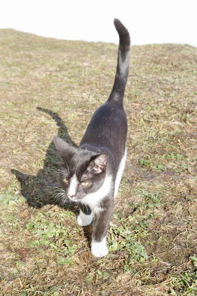 젊은 검은 색과 흰 고양이가 이른 봄에 거리에 걸어 — 스톡 사진