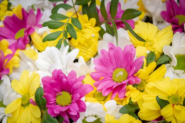 Lindas flores coloridas de crisântemo em uma cesta de vime — Fotografia de Stock