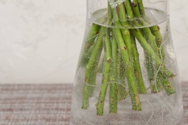 Gül çiçekyeşil sapları bir trans suda fotoğraflandı