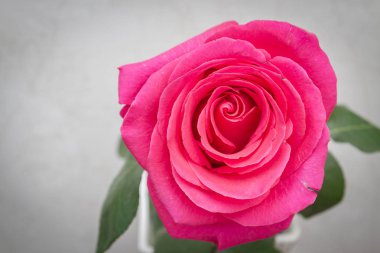 Güzel gür taze pembe gül evde bir vazo duruyor