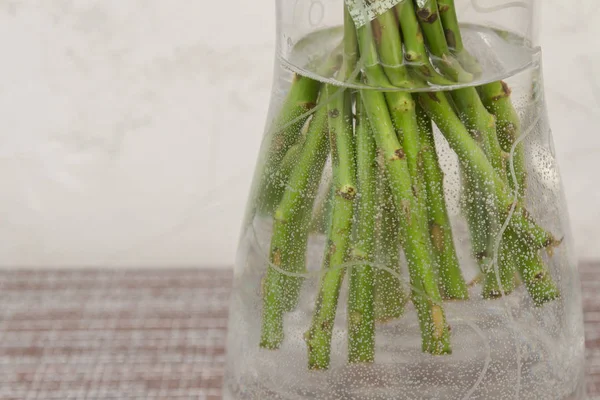 Gül çiçekyeşil sapları bir trans suda fotoğraflandı