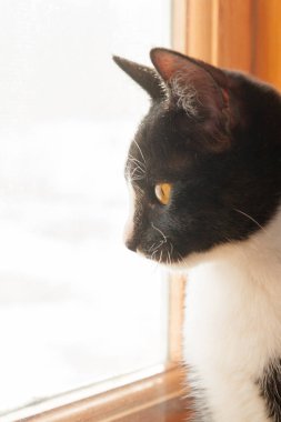 Siyah ve beyaz genç kedi sokakta pencereden dışarı bakıyor