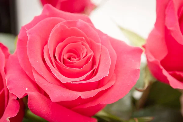 Piękny bujny czerwony kwiat róży w pełnym rozkwicie — Zdjęcie stockowe