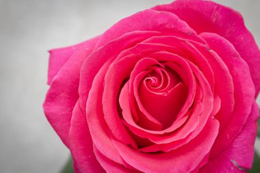 Güzel gür taze pembe gül evde bir vazo duruyor