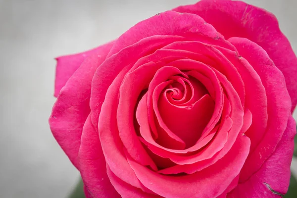 Güzel gür taze pembe gül evde bir vazo duruyor