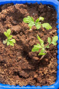 İlkbaharın başlarında plastik bir kabın içinde filizlenen küçük fideler.