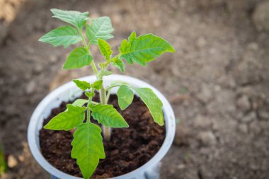 Erken baharda bir cam içinde spyönlendirilmiş genç fide