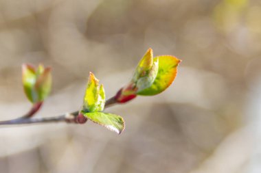 Erken ilkbaharda, ağaçlardaki yeşil yapraklar olgun b çiçek