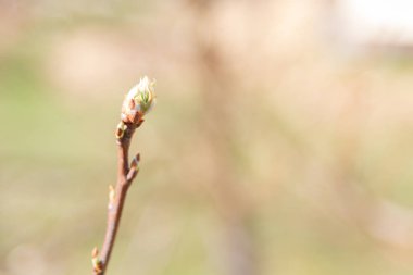 Erken ilkbaharda, ağaçlardaki yeşil yapraklar olgun b çiçek