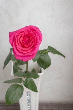 Güzel gür taze pembe gül evde bir vazo duruyor