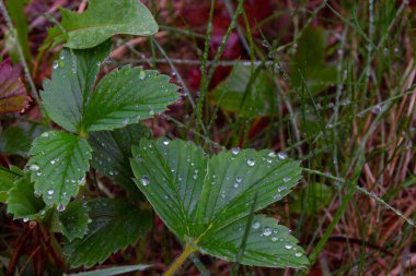 Yağmurdan sonra yeşil bahar yaprakları üzerinde Çiy damla