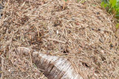 Ormanda kırmızı-siyah karıncalar bir sürü Anthill