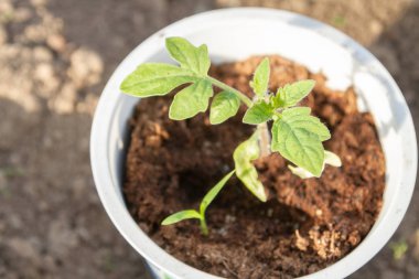 Erken baharda bir cam içinde spyönlendirilmiş genç fide