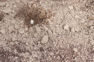 Ülkede ilkbaharda ampul dikimi