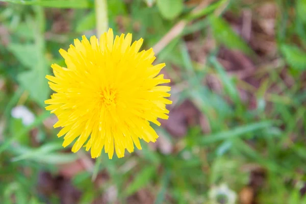Round bright yellow flower in early spring in the grass