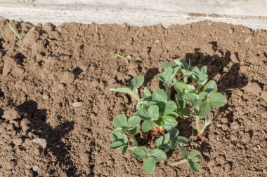 Yaşlı bir adam spr bahçede çilek nakli