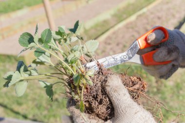 Yaşlı bir adam spr bahçede çilek nakli