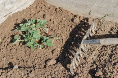 Yaşlı bir adam spr bahçede çilek nakli