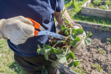 Yaşlı bir adam spr bahçede çilek nakli