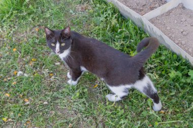 Ev genç bir siyah ve beyaz kedi ülke bahçesinde yürür