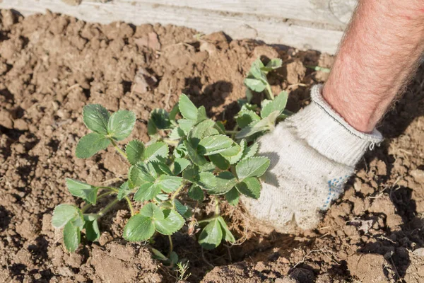 An elderly man transplants strawberries in the garden in the spr — Stock Photo, Image