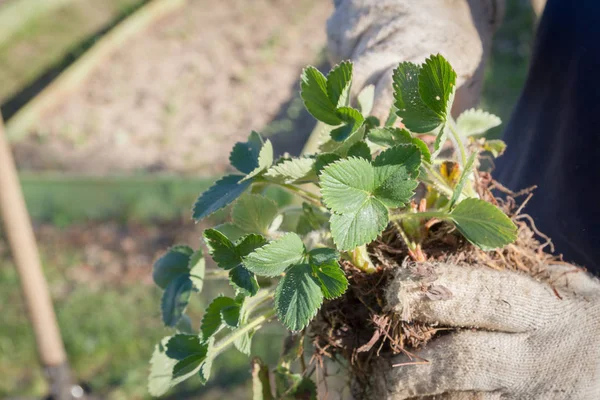 An elderly man transplants strawberries in the garden in the spr — Stock Photo, Image