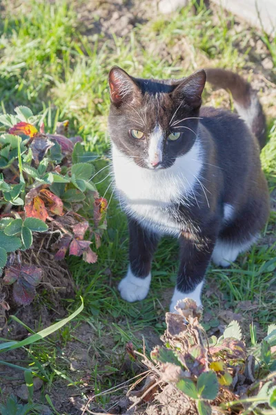 Home een jonge zwarte en witte kat wandelingen in de landelijke werf — Stockfoto