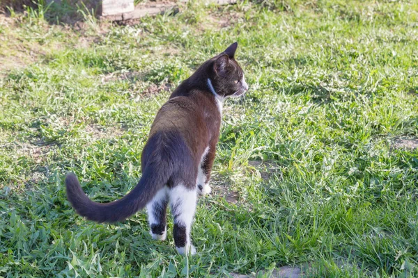 Casa um jovem gato preto e branco caminha no quintal do país — Fotografia de Stock