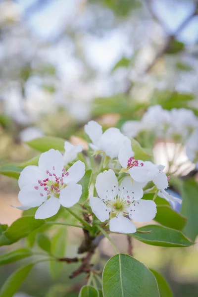 春の終わりの白梨の木の花を開花 — ストック写真