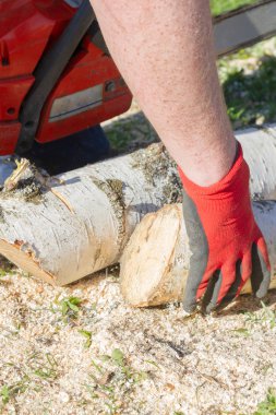 Odun hazırlamak için bir testere ile günlükleri kesin