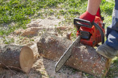 Odun hazırlamak için bir testere ile günlükleri kesin